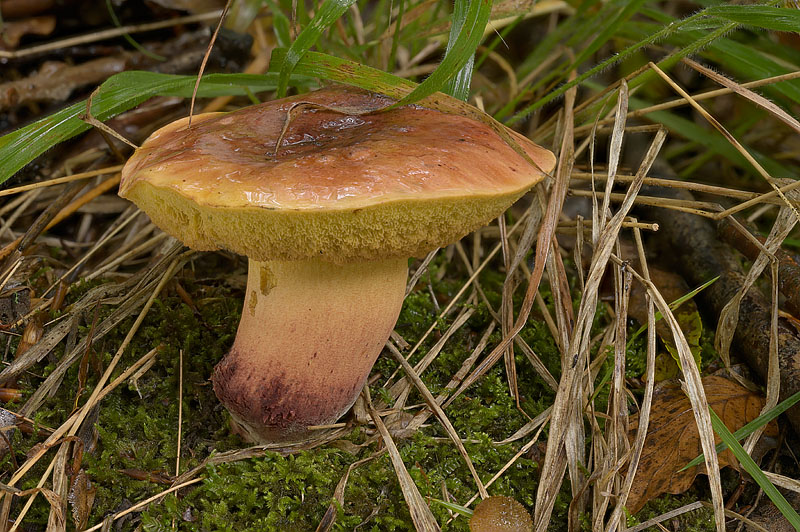 Suillellus queletii